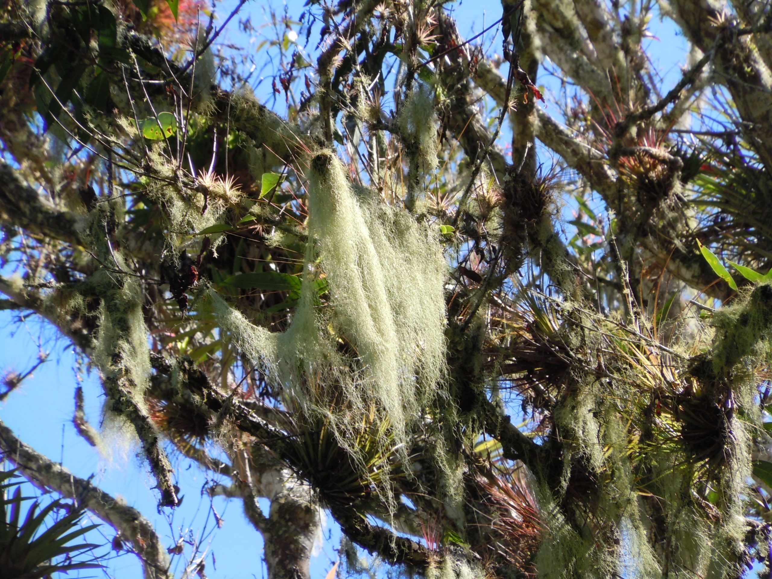 Spanish Moss  January Pest of the Month