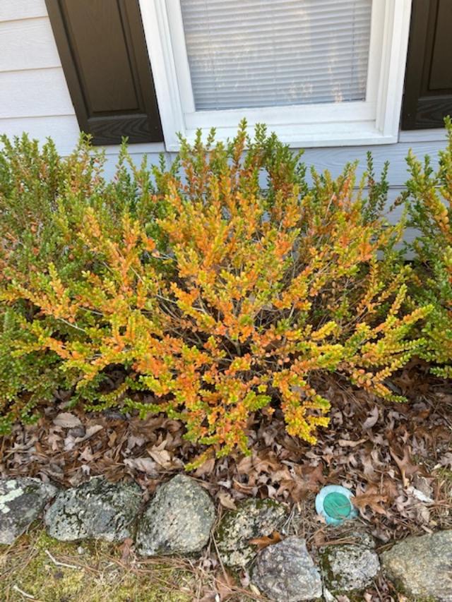 Boxwood Turns Orange-Yellow in Winter | Walter Reeves: The Georgia 