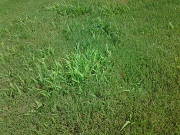 Weed In Bermuda Grass Walter Reeves The Georgia Gardener 7917