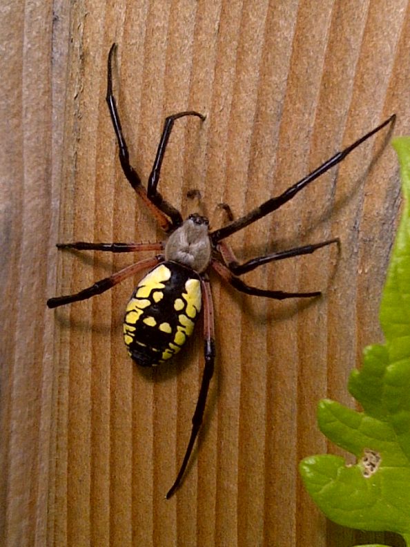 Huge spider Toronto Canada – Walter Reeves: The Georgia Gardener