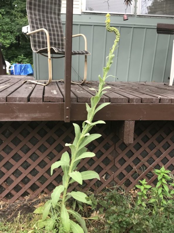 Tall Weed Yellow Flowering Walter Reeves The Georgia Gardener 