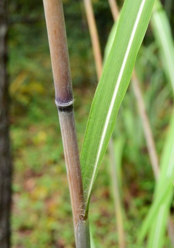 Tallest Grass In Georgia Walter Reeves The Georgia Gardener