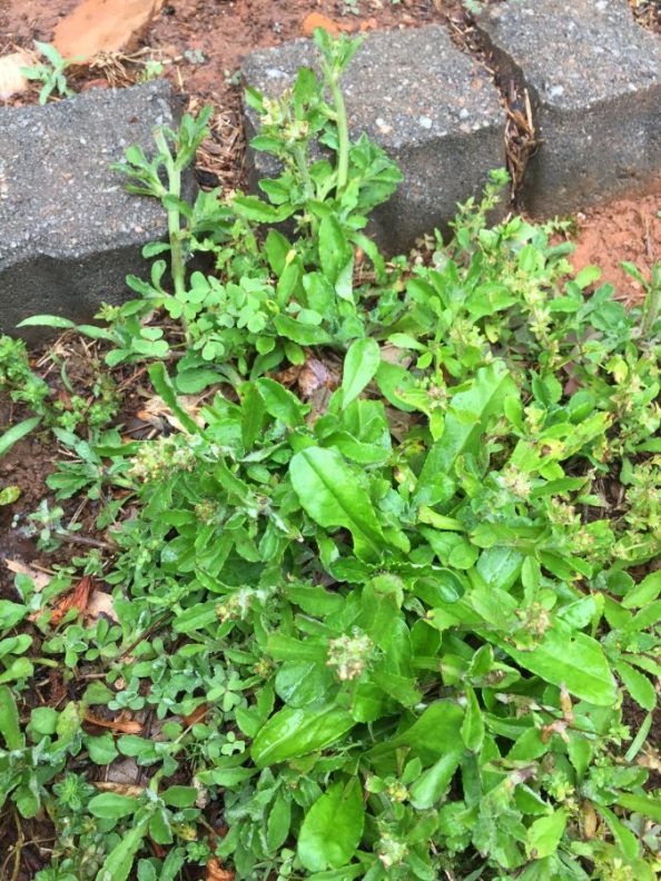 What is this yard weed? Walter Reeves The Gardener