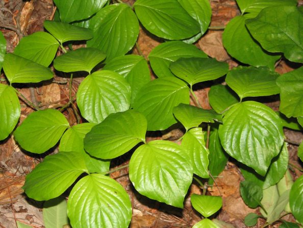 Ground Cover Walter Reeves The Georgia Gardener