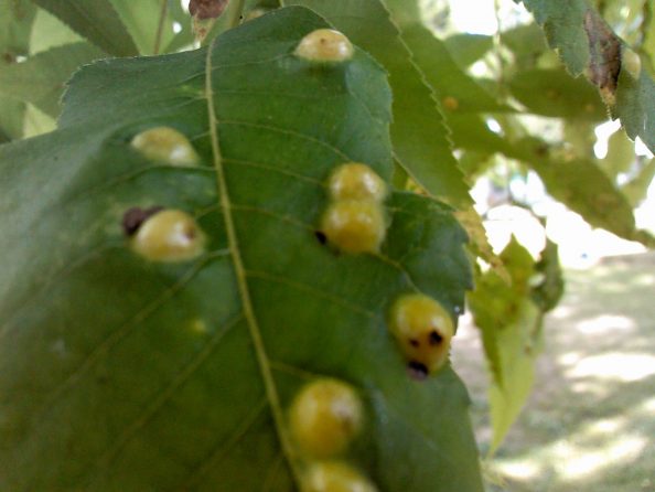 Pecan Tree Leaf Disease? – Walter Reeves: The Georgia Gardener