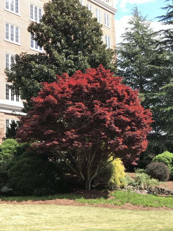 What Tree Has Red Leaves All Year