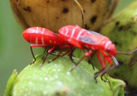 Insects On Rose Of Sharon – Walter Reeves: The Georgia Gardener