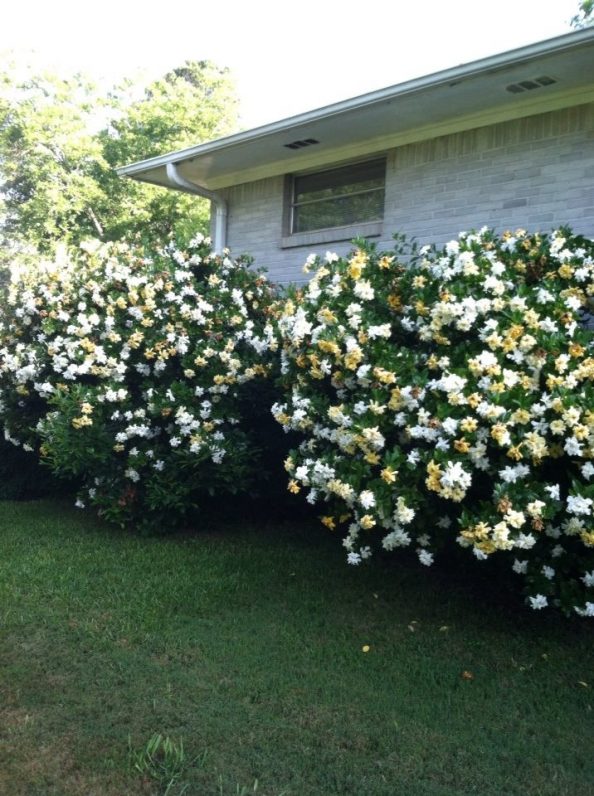 12 Ft Tall Gardenias Walter Reeves The Georgia Gardener 7567