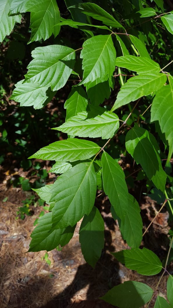 Poison Ivy Walter Reeves The Georgia Gardener