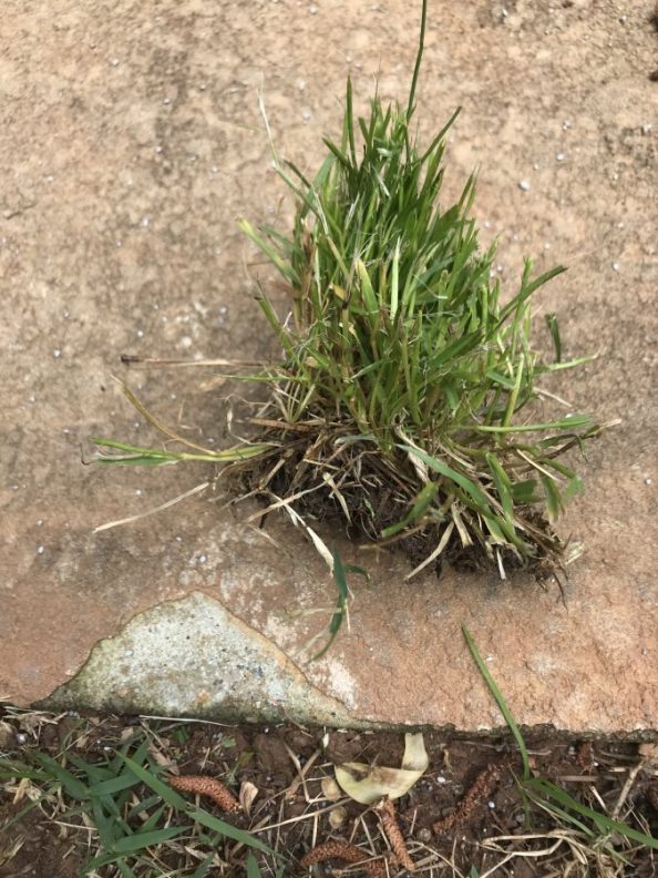 Clump Grassy Weed Walter Reeves The Georgia Gardener 6125