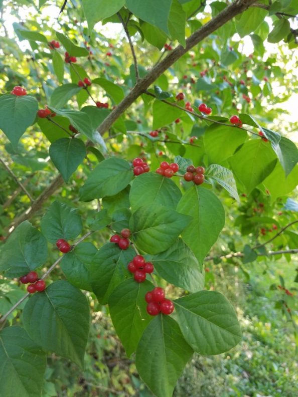 wild red berries – Walter Reeves: The Georgia Gardener