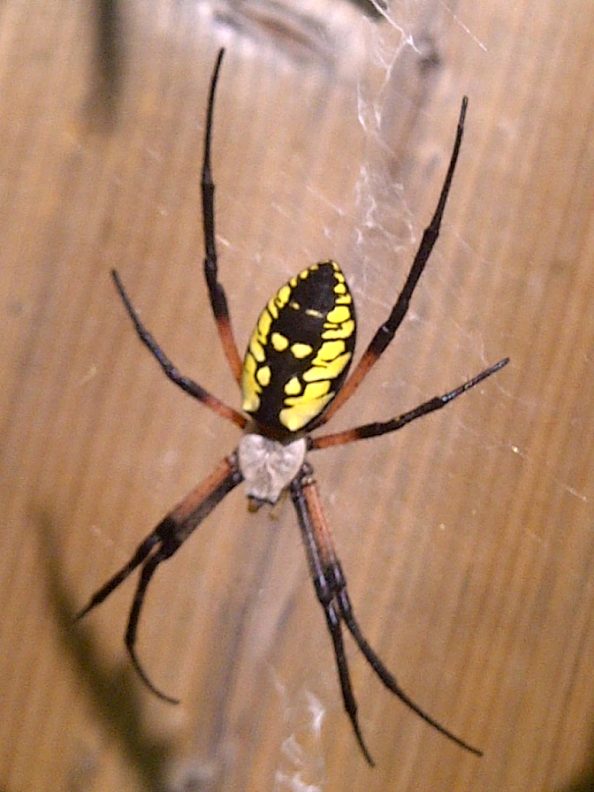 Huge spider Toronto Canada – Walter Reeves: The Georgia Gardener