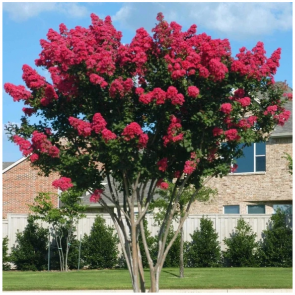 Native Alternative to Crape Myrtle? – Walter Reeves: The Georgia Gardener