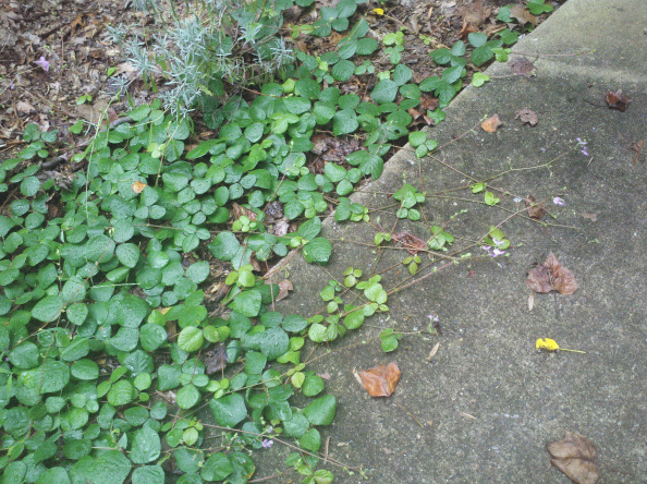 Weed Or Free Ground Cover Walter Reeves The Georgia Gardener