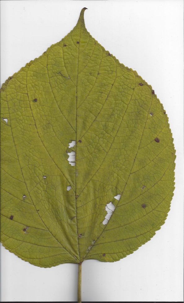 Large Heart Shaped Tree Leaf Walter Reeves The Georgia Gardener