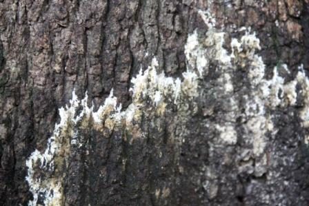 Tree Bark Fungus – Walter Reeves: The Georgia Gardener