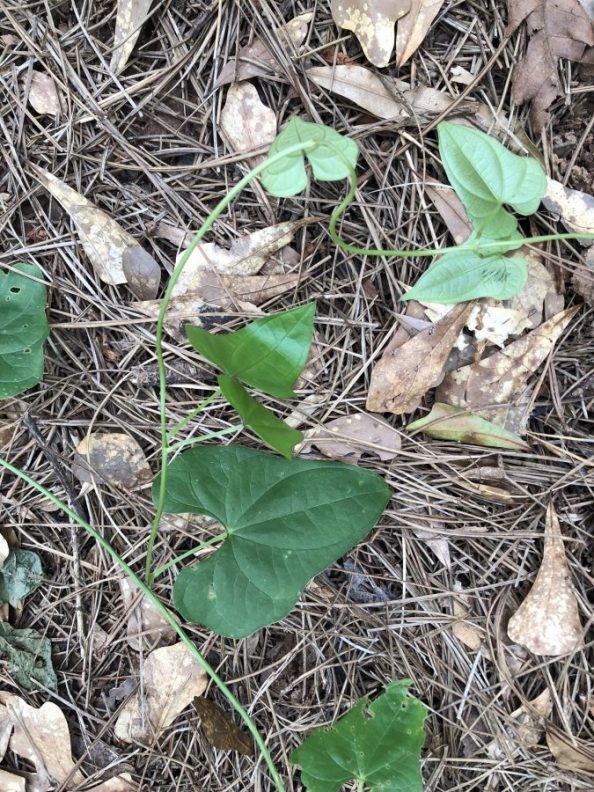 Invasive Vine What Is It Walter Reeves The Georgia Gardener 