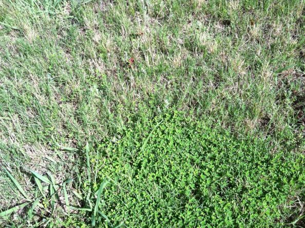 Aggressive Lawn Weed – Walter Reeves: The Georgia Gardener