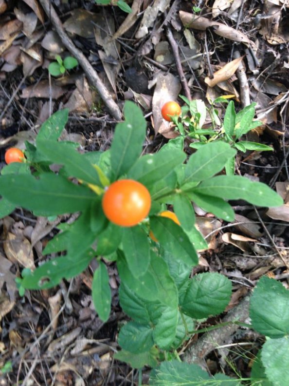 Plant with small orange berries – Walter Reeves: The Georgia Gardener