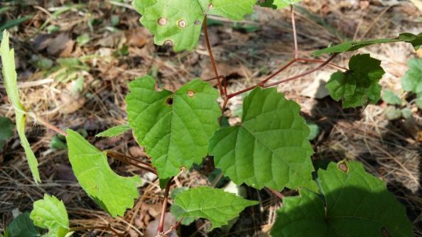 Reddish fuzzy stems; weed tree? – Walter Reeves: The Georgia Gardener