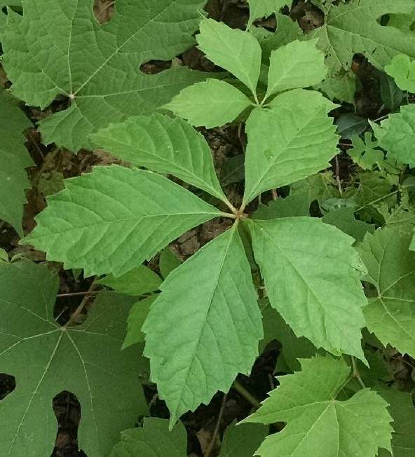 5 leaf vine – Walter Reeves: The Georgia Gardener