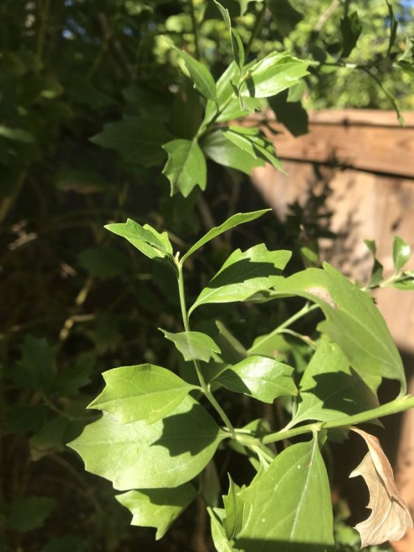 Are These Invasive Plants Walter Reeves The Georgia Gardener