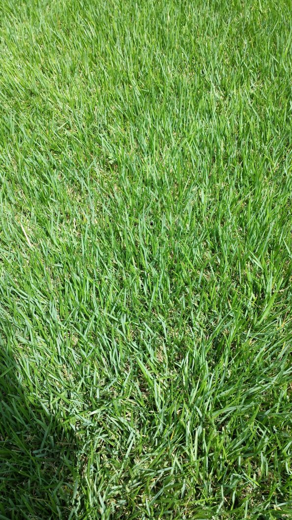 What Kind Of Grass Do I Have Walter Reeves The Georgia Gardener