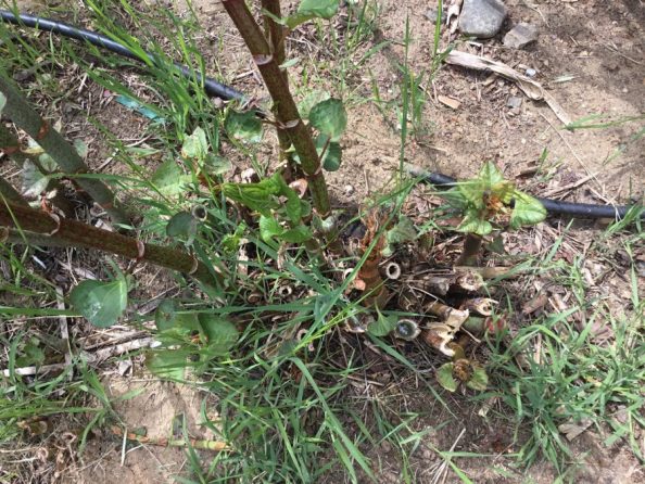 Tall, Hollow-Stemmed, Fast-Growing – Walter Reeves: The Georgia Gardener