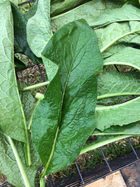 Edible fuzzy leaves – Walter Reeves: The Georgia Gardener