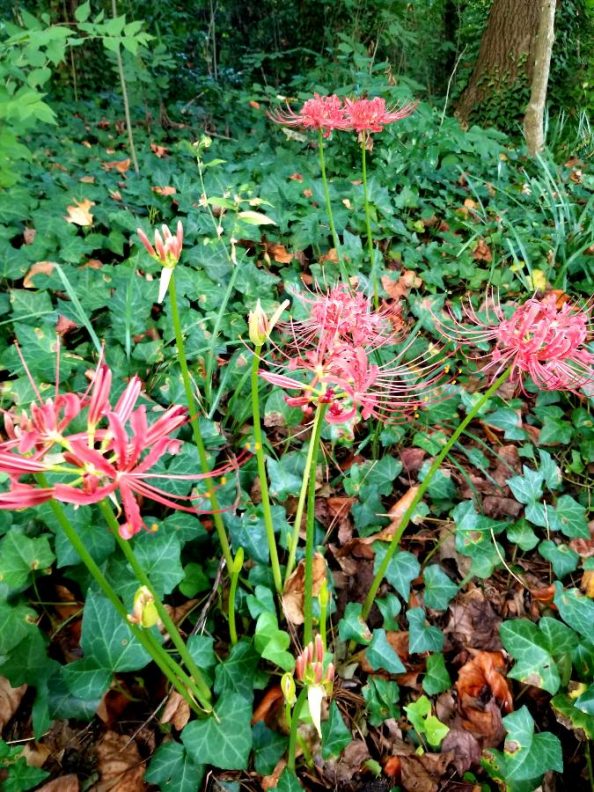 Lycoris Radiata Identified Walter Reeves The Georgia Gardener 