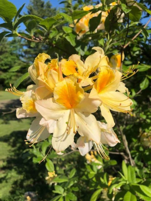 Deciduous Native Azalea Identified Walter Reeves The Georgia Gardener 