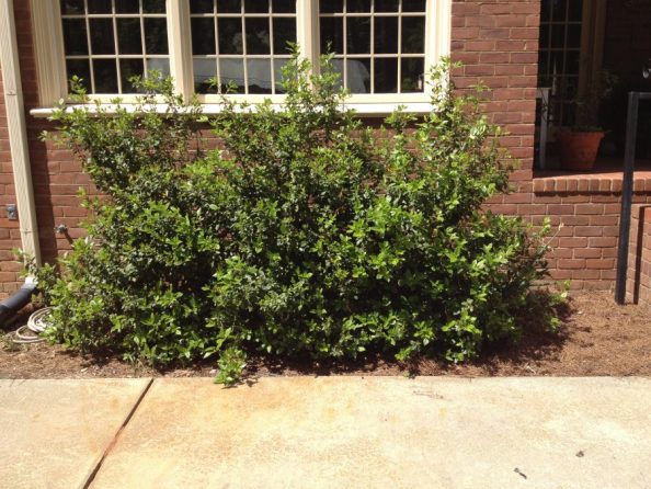 EVERGREEN FLOWERING SHRUB – Walter Reeves: The Georgia Gardener