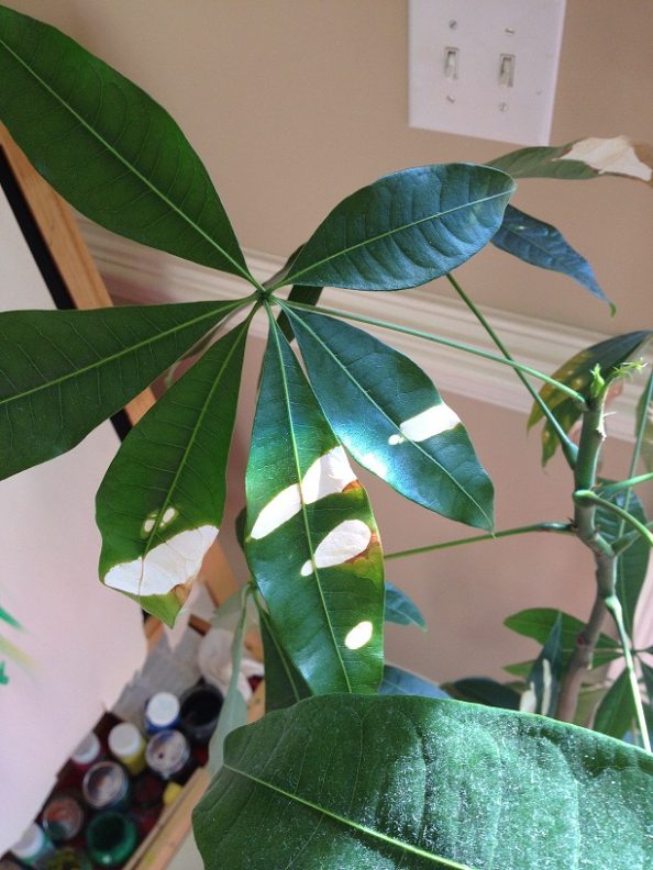 Money tree with white spots on leaves